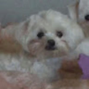 Meet your Posher, Lexie